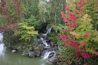 Arbres grocs